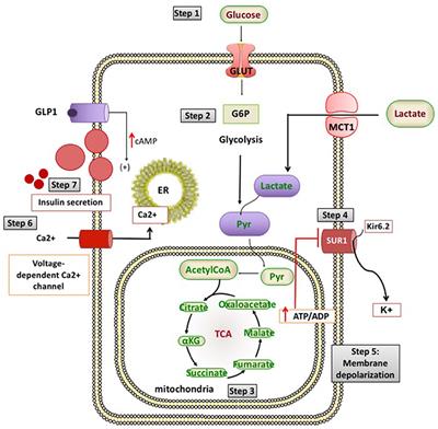 The Genetic and Molecular Mechanisms of Congenital Hyperinsulinism